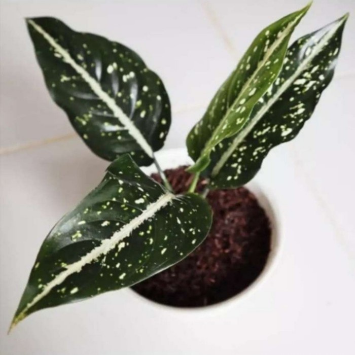 

Tanaman Hias Aglonema Tumpah/ Merantak/Sirkit