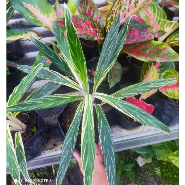 Aglonema bambu varigata putih