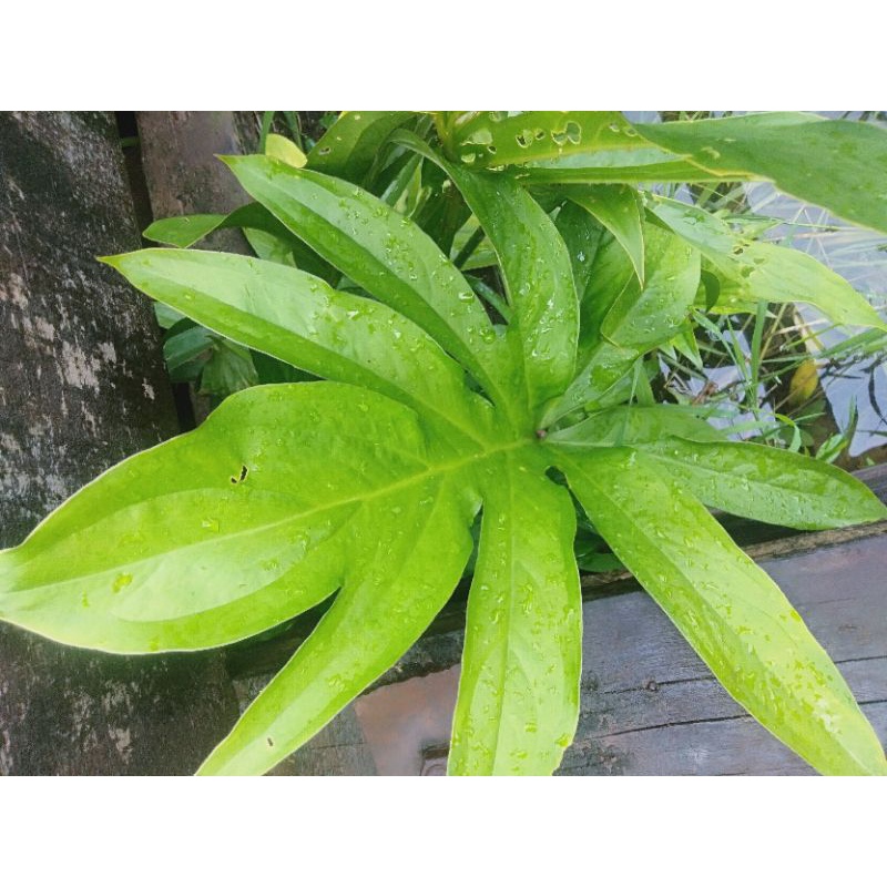 

TERLARIS - Daun Muda Lasia Spinosa Segar Alami isi 1 Lembar