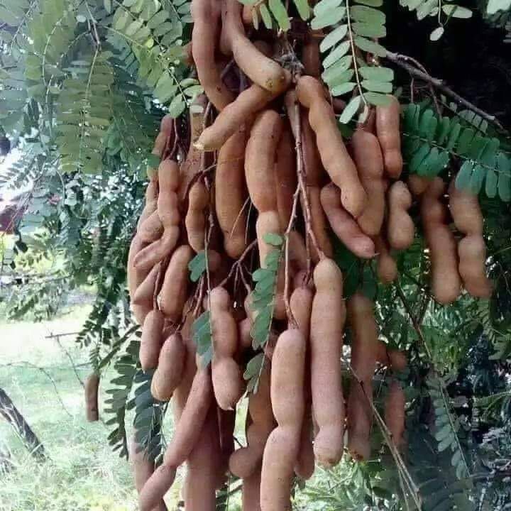 

Buah Asam Muda Segar (100 Gram)