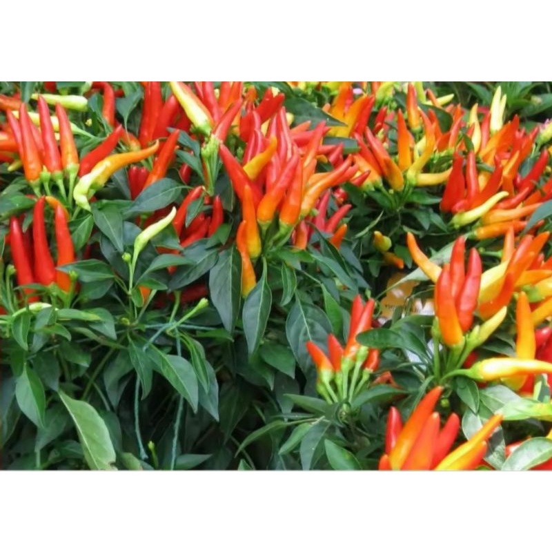 ID [ MURAH ]TERLARIS,,100 BIBIT CABE SETAN /BENIH CABE RAWIT/BENIH CABE RAWIT SETAN/BENIH BIBIT CABE