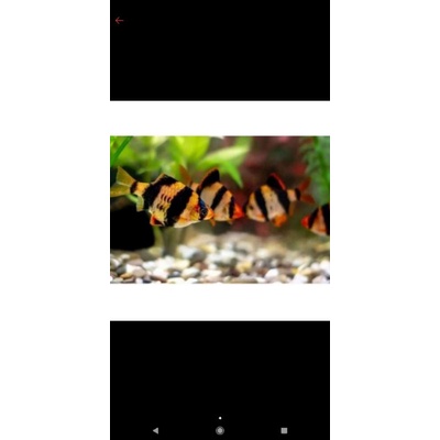 IKAN SUMATRA AQUASCAPE