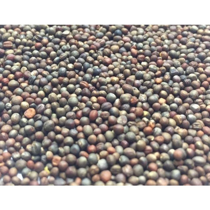 

READY STOCK BROCCOLI 50GR !!!!!