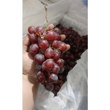WQ Indukbuah Buah Anggur China Red globe 1 keranjang TERLARIS