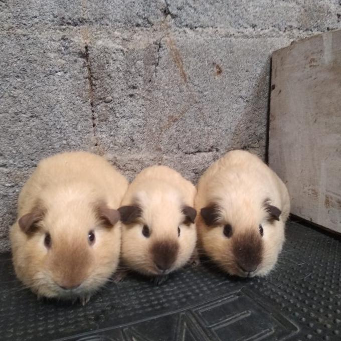 Guinea Pig American California Marmut Hias California