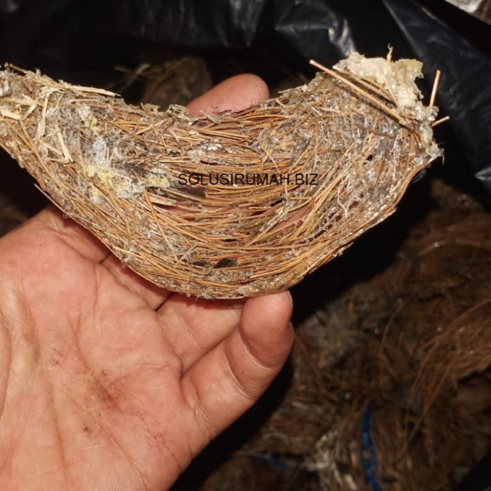 

monggo] Sarang Burung Sriti Nest 100 gram perons rumah seriti 100g timbang