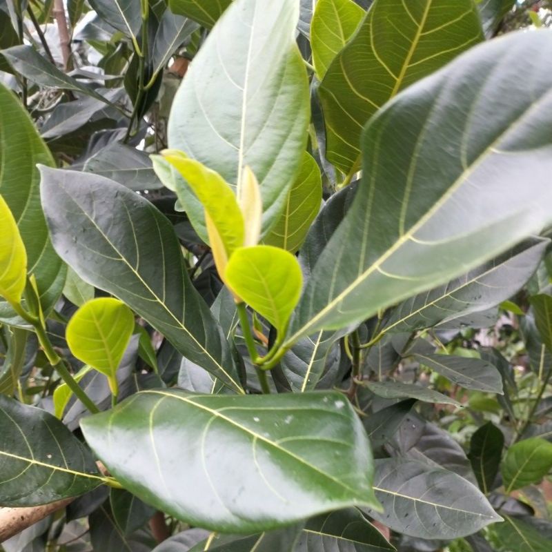 

Daun Nangka Segar 50 Helay Herbal Alami