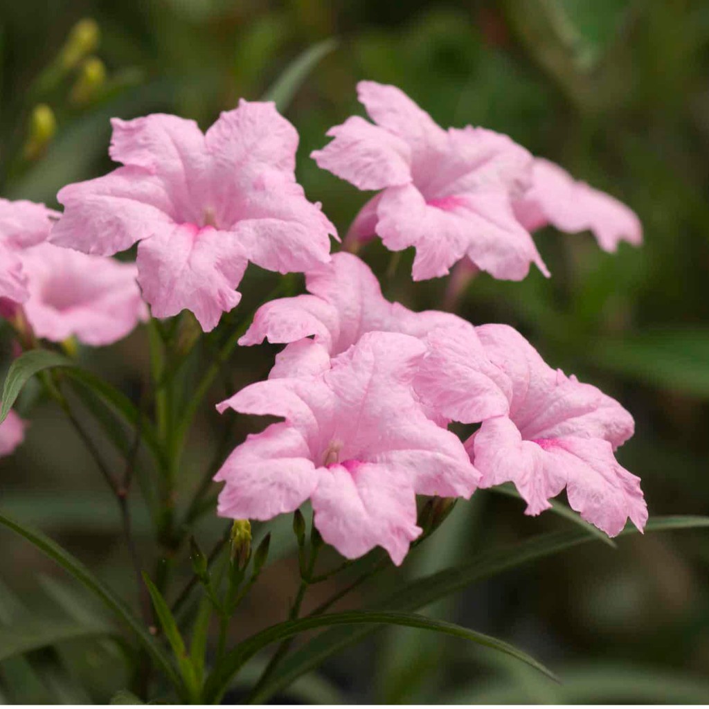 Tanaman Bunga Ruellia Pink