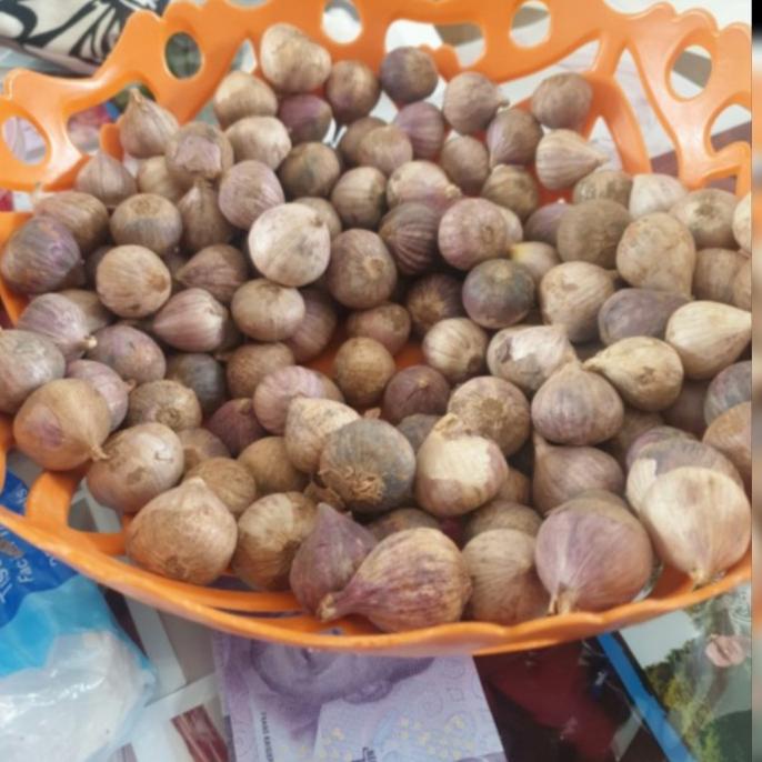 

bawang putih tunggal-bawang lanang herbal 1kg