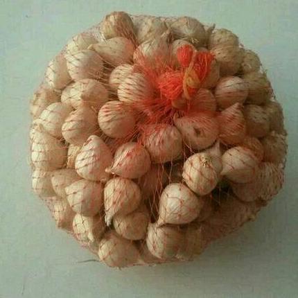 

Bawang putih tunggal / bawang lanang