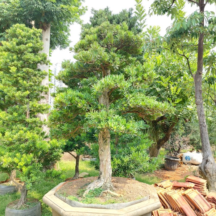 [Ori] Pohon  Tanaman Hias Lohansung Bonsai Limited