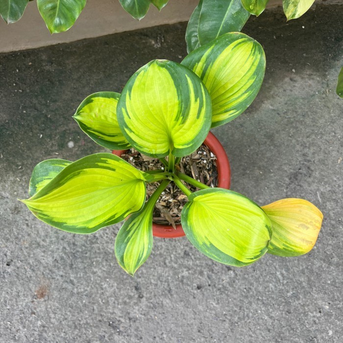 [Baru] Hosta Variegata Diskon