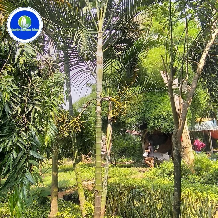 [New] Tanaman Palem Kuning Ukuran Besar Tinggi 4 Meter Limited