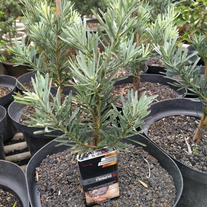 [New] Tanaman Lohansung Daun Silver Lohansung Silper Limited