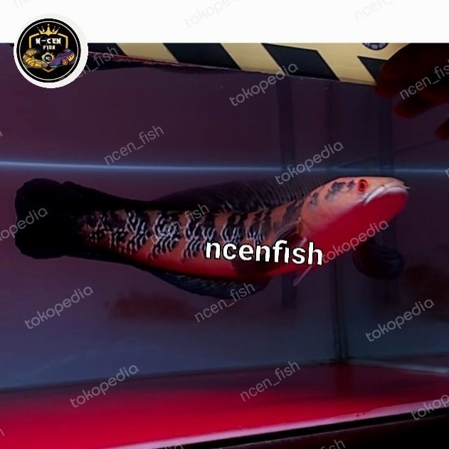 [New] Channa Ys 34Cm Gondrong Flaring Tangan Kaca Bunga Setiap Bar 7/7 Simet Limited