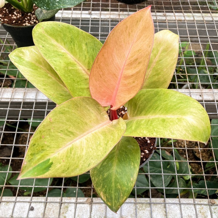 [New] Philodendron Red Congo Variegata Mint Varigata Rare Plant Realpict Terbatas