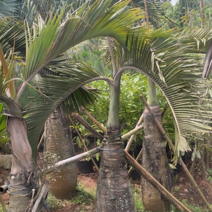 [New] Tanaman Palem Botol Tinggi 3 Meter Terbaru
