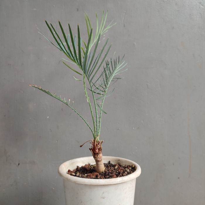 [New] Sikas Biru / Glen Idle Blue / Cycas Cairsiana Limited