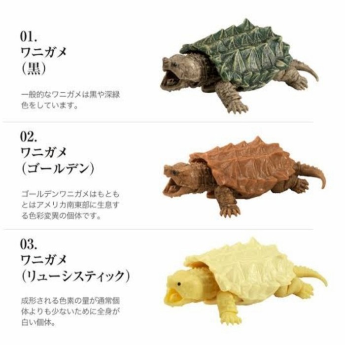 [Ori] Gashapon Kame Kura Ast Tortoise Turtle Vol3 Set 3 Ori New Terbaru
