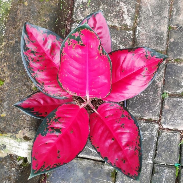 [COD] Aglaonema Suksom Jaiipong Jumbo Tanian Lokal Terbaru