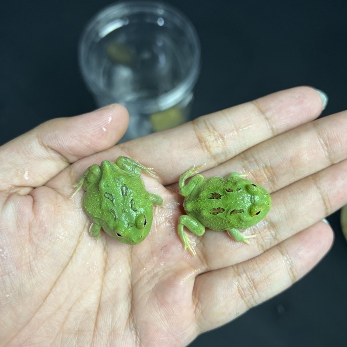 KODOK PACMAN FROG - BABY - MORPH GREEN 4 SPOT PATTERNLESS