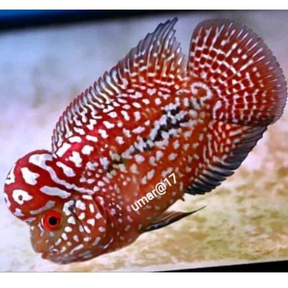 smile69 burayak kamfa f2 ori thailand 2-4cm