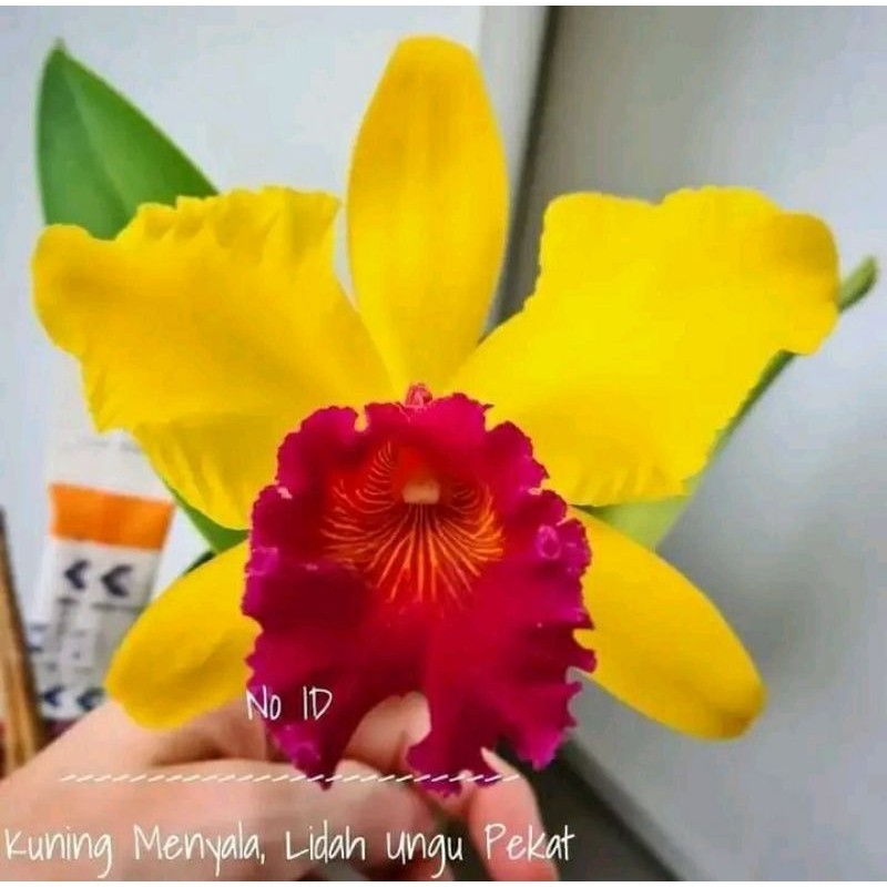anggrek Cattleya bunga kuning menyala lidah ungu pekat dewasa spike+pot angrek catleya kuning terang