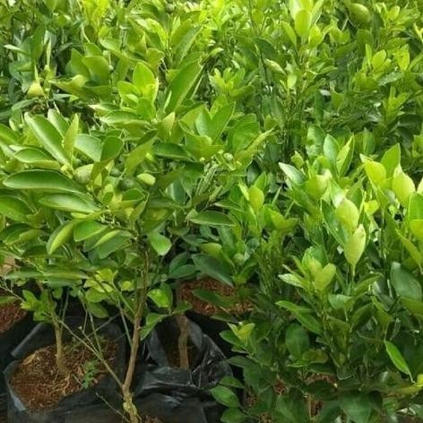 OBRAL TANAMAN Bibit Jeruk Limo Poho Jeruk Limo Jeruk Limo