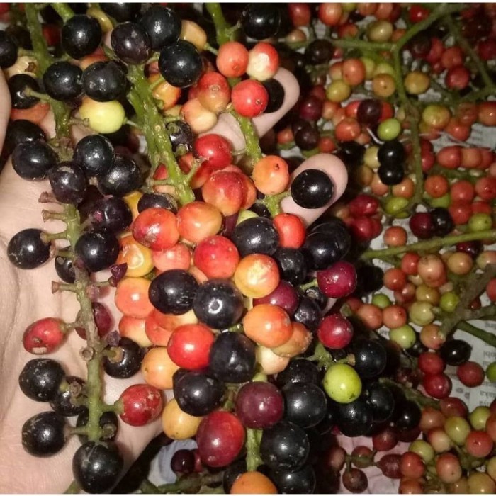 BARU DATANG Bibit Tanaman Buni / Buah Wuni / Bignay Fruit - Buah SEGAR VALID