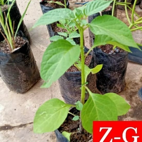 Pohon Leunca/Ranti-Bibit Tanaman Leunca/Buah Ranti SEGAR VALID