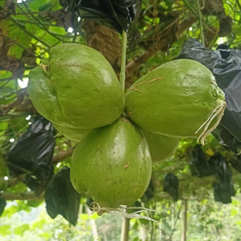 bibit labu siam anggur bebuah lebat,  bibit labu siam anggur siam tanam / benih labu jipang anggur o