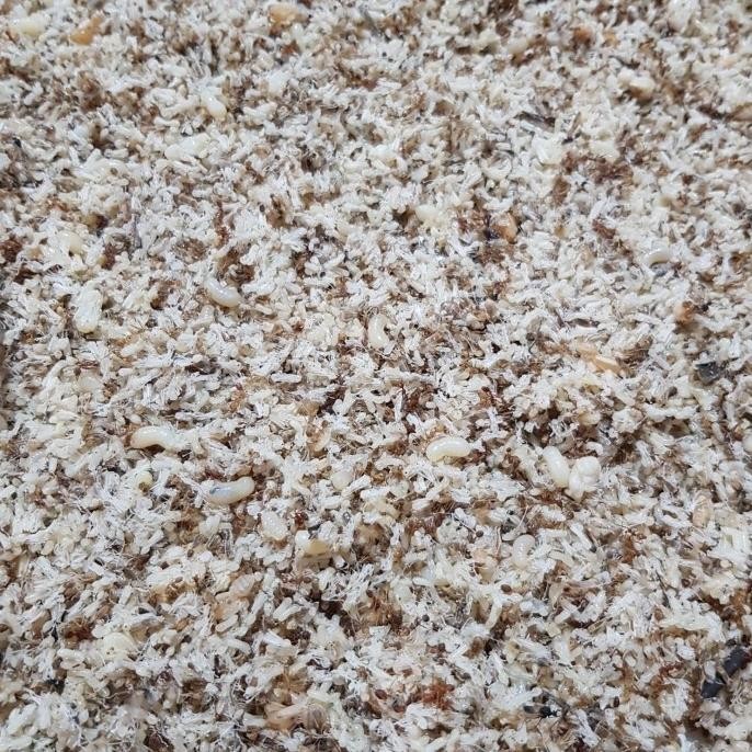 Kroto ( Telur Semut ) Khusus Grab/ Gojek Instant