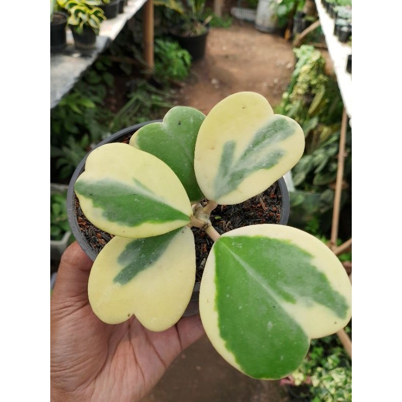 hoya love keri variegata cluster KAKTUS SUKULEN TANAMAN HIAS