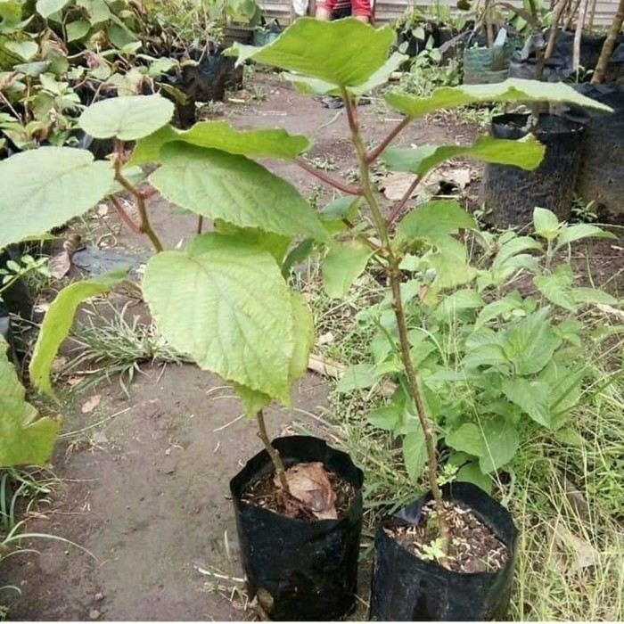 OBBRAALL Bibit Tanaman Buah Kiwi Golden Premium-Bibit Kiwi Golden Kulita Unggul