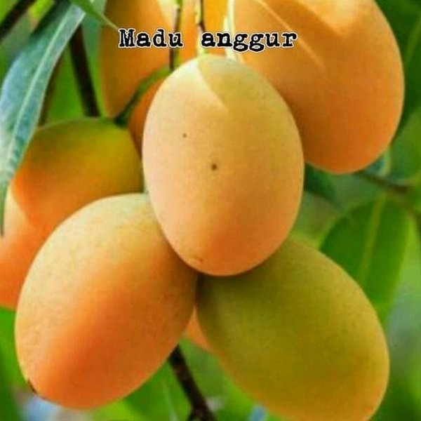 OBBRAALL Bibit Tanaman Buah Mangga Madu Super (mangga madu anggur)