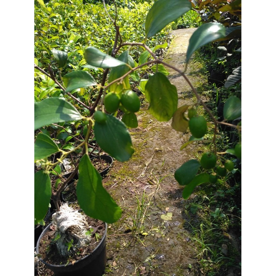 OBBRAALL Bibit tanaman pohon buah apel putsa/apel india sudah berbuah