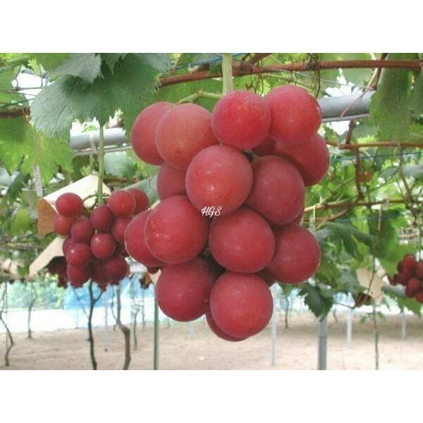 OBBRAALL Bibit Tanaman Buah Anggur Merah Jumbo Tanpa Biji
