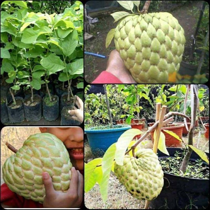 OBBRAALL Bibit tanaman buah srikaya jumbo madu