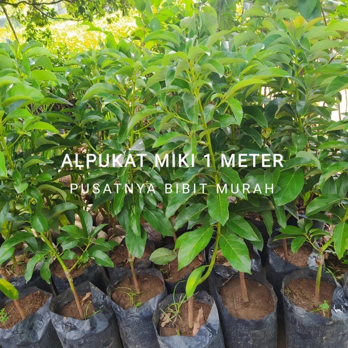 OBBRAALL Bibit Tanaman Buah Alpukat Miki 1 Meter-Bibit Pohon Alpukat Miki Valid