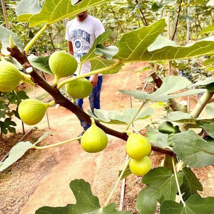 OBBRAALL Tanaman buah Bibit pohon buah tin LSU Gold buah jumbo