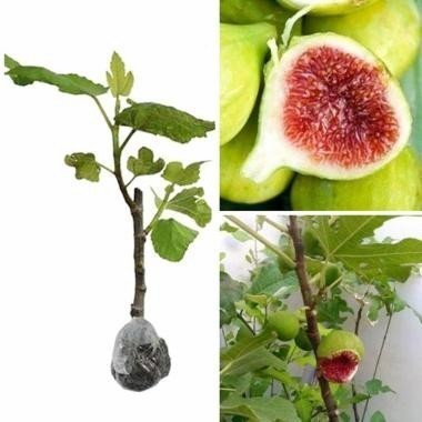 OBBRAALL Bibit Tanaman Buah Tin Kadota Super Cepat Berbuah - Buah Tin Unggulan