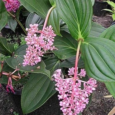 OBBRAALL bibit tanaman buah parijoto / tanaman herbal parijoto
