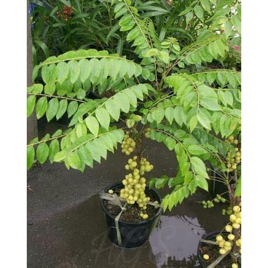 OBBRAALL Bibit Tanaman Buah Cermai bahan bonsai benih pohon di dalam pot