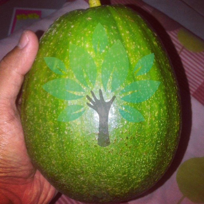 OBBRAALL bibit tanaman buah alpukat kendil-bibit alpukat mini tabulampot