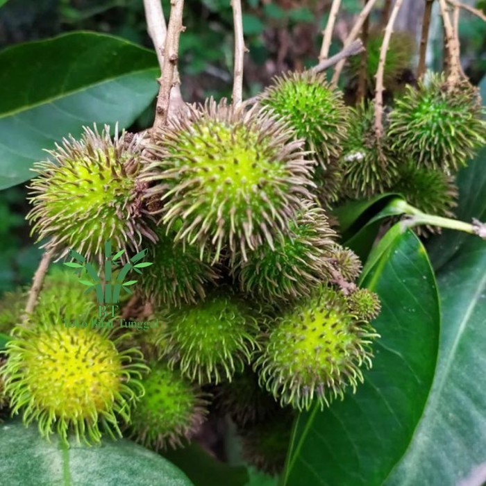 OBBRAALL Bibit tanaman buah rambutan rapiah bibit pohon rambutan rapiah /ropiah