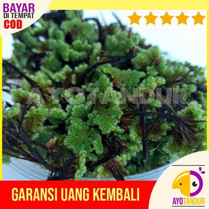 Terbaru Bibit Azolla Pinnata Azola Microphylla 100 Gram Promo Terlaris