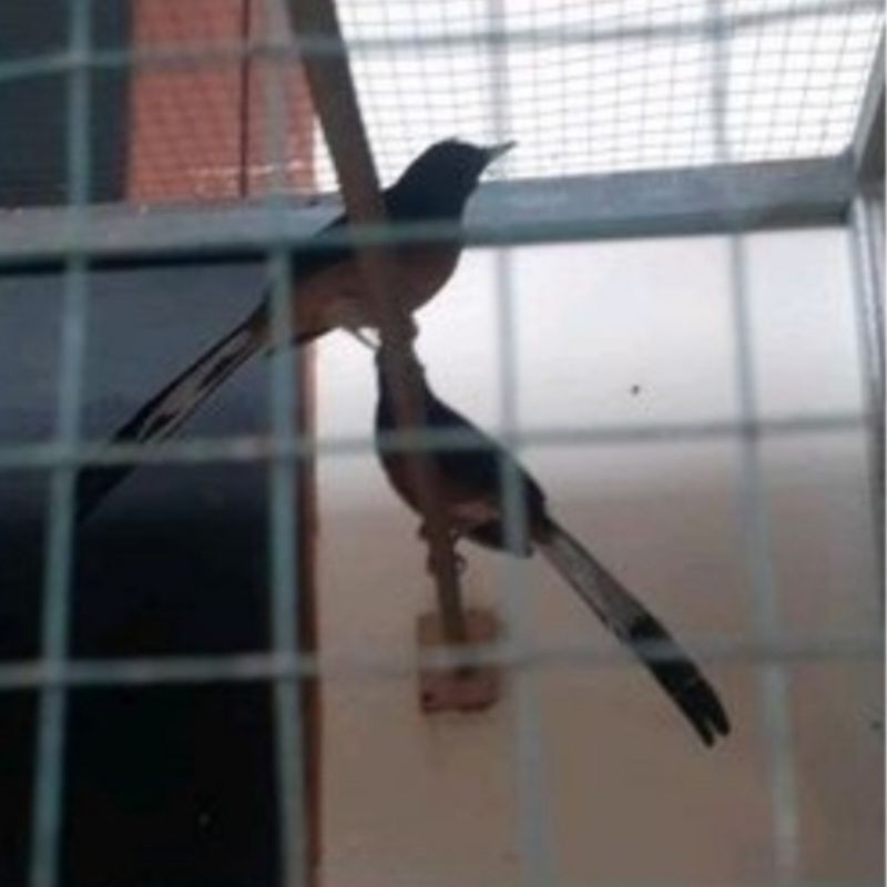 Murai Batu Medan Sepasang Jantan Pe 18cm betina Pe 12cm rawatan