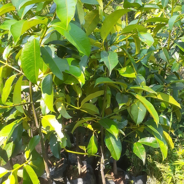 Terlaris Bibit Buah Manggis Tinggi 1 Meter Siap Berbuah Promo Terbaru
