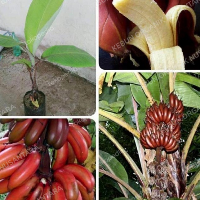 Bibit tanaman pisang merah/banana merah/pisang udang POHON