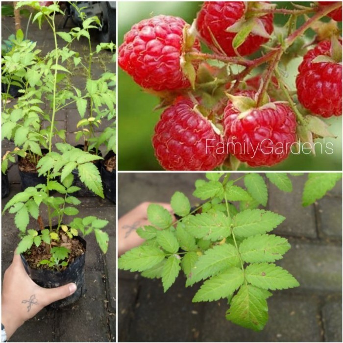 Bibit Tanaman Buah Raspberry / Buah raspberry POHON